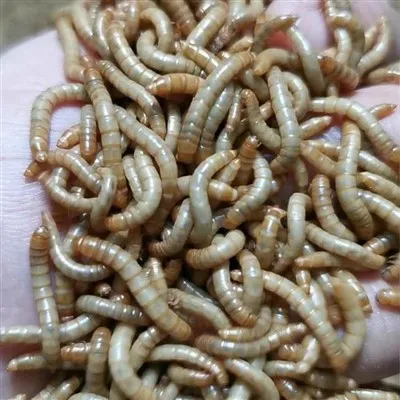 500g dud imnixxef